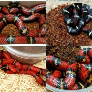 Triangulum/ Milksnakes