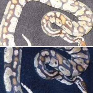 Pythons n geckos