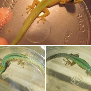 Geckos