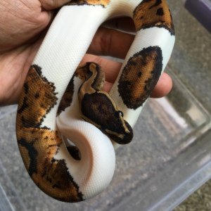 Ball Python Pied