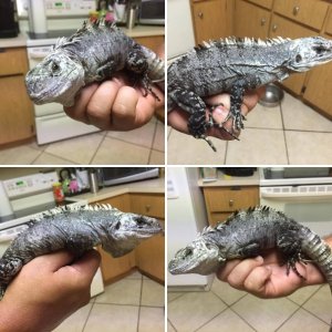 Bakeri For Sale
