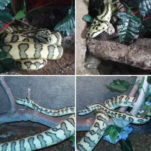 Carpet Pythons