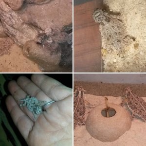 Phyrnosoma cornutum
