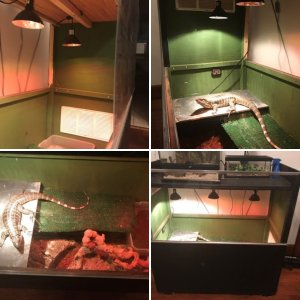 Gators Room