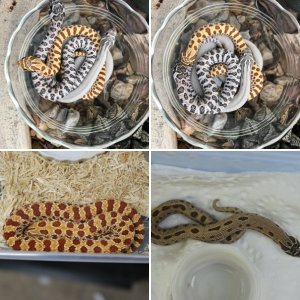 hognose