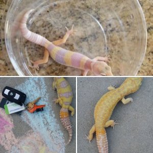 Godzilla Super Giant and Giant Leopard Gecko Hatchlings