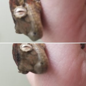 Female Chahoua