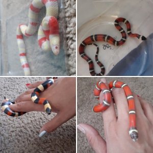 My Milksnake World <3