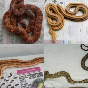 My Pantherophis