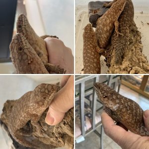 Gidgee Skinks
