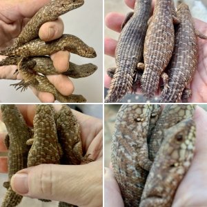 Baby Gidgee