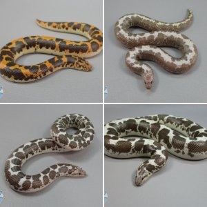 Sand Boas