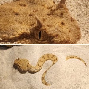 Reptiles