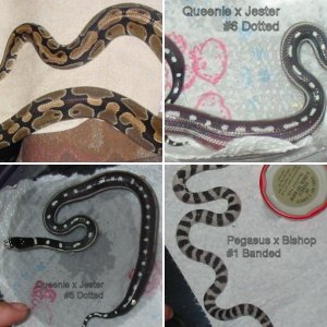 Sasheena