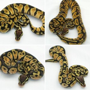 v2rherp