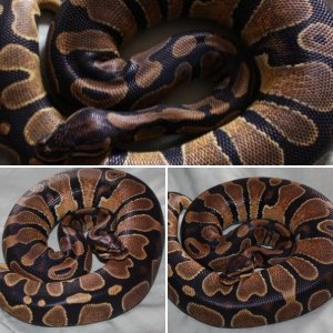 pythons&falcons