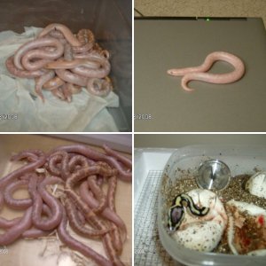 REPTILELUVER
