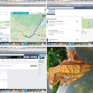 Clawsonreptiles