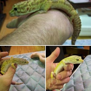 cirebo