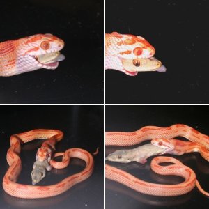 satrya