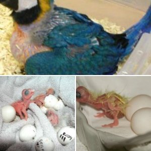 emilieneggs