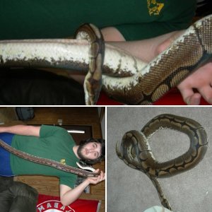 caglereptiles