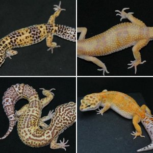 CoolGecko