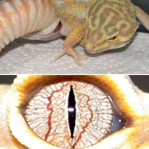 Herpcam