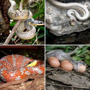 reptiles_costarica