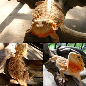 LadyGecko