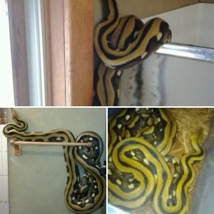 BellaLacobra