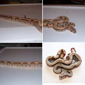 Firebill