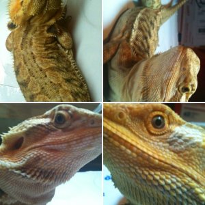 justdragons2012