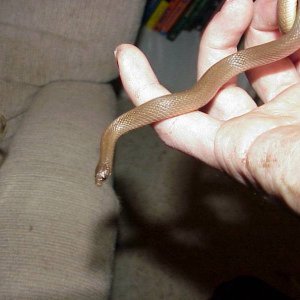ReptileHabitat