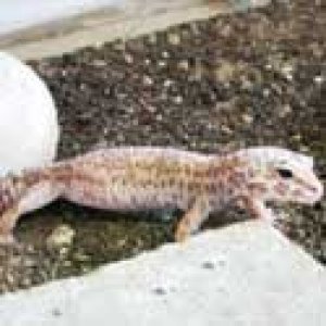landlpets
