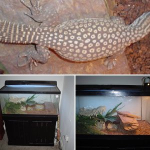 porosus33