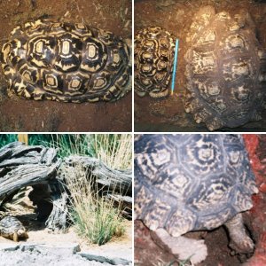 colotoad