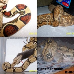 Bighill Reptiles