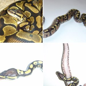 PYTHONS_ONLINE