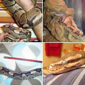 6y0ballpython
