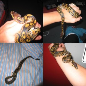 reptiman93