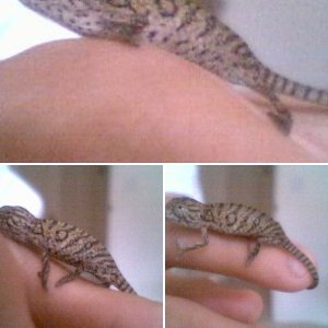tassadar898