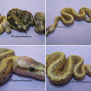 GeckoTracks