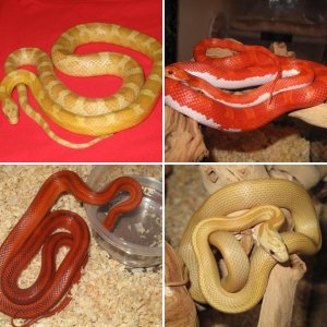 UniqueSnakes