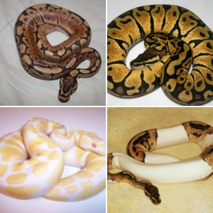 thehouseofsnakes