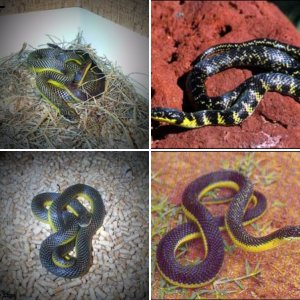 Goanna