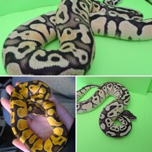 reptilefan