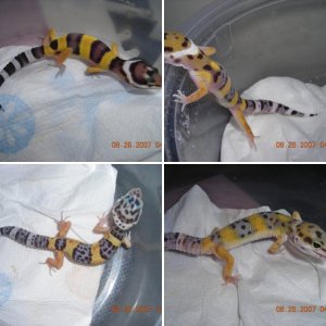 NEreptileMD