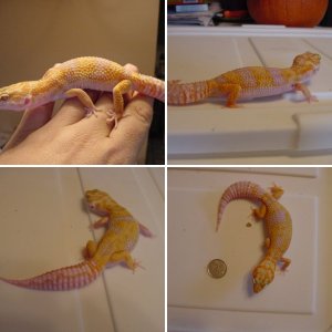 Great Lakes Reptiles