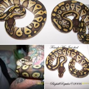 Bighill Reptiles